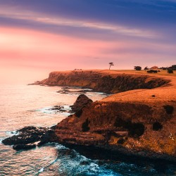 Flinders Lone Tree Flinders Lone Tree